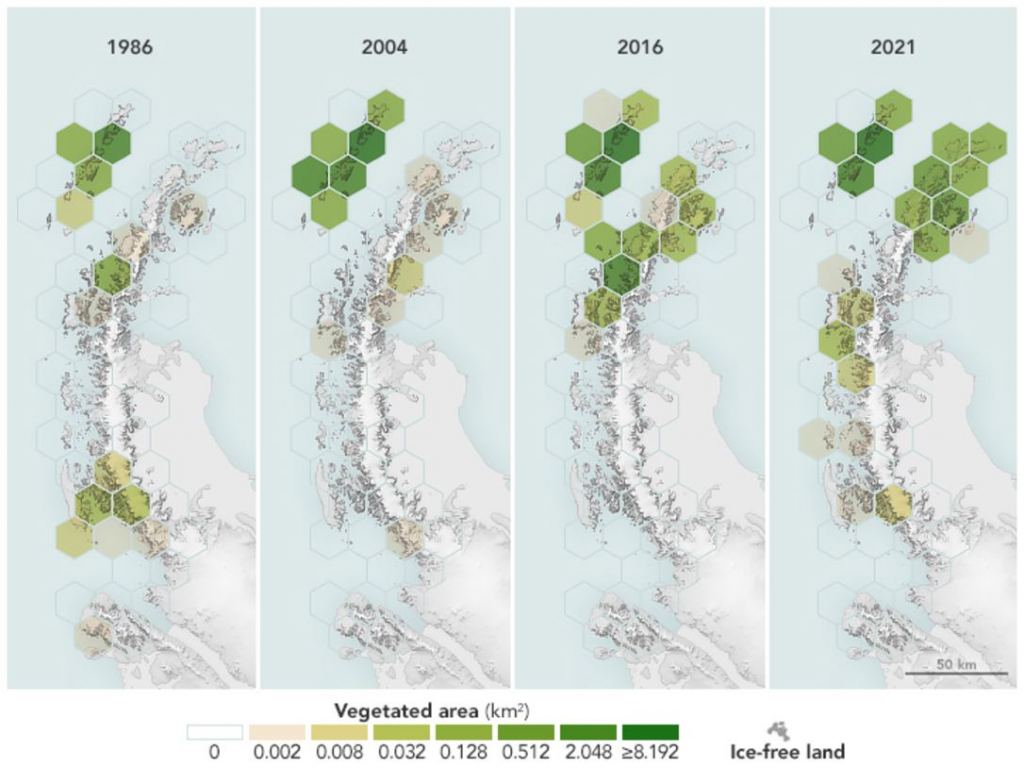 Antarctica Has Gotten 10 Times Greener in 35 Years