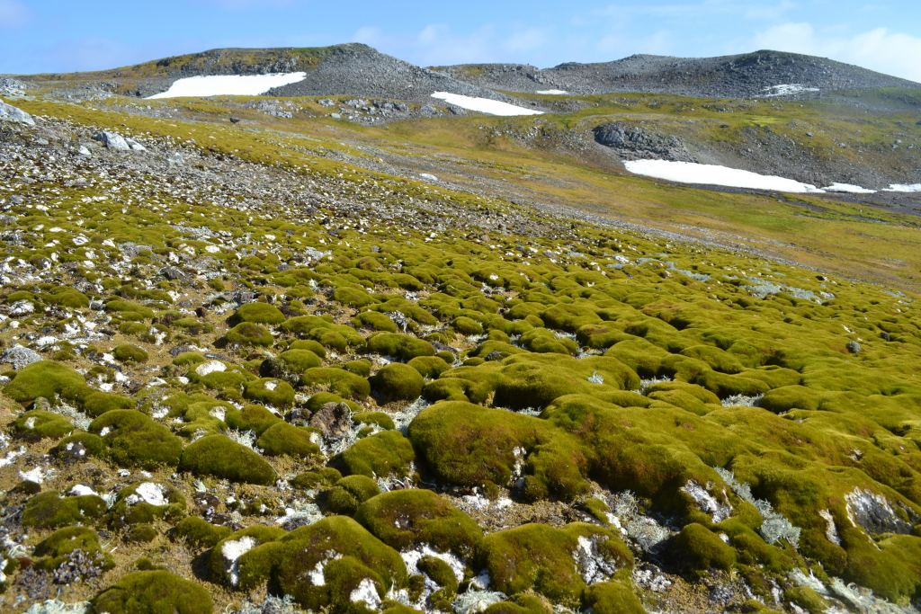 This image shows moss hummocks on Ardley Island just off the coast of the Antarctica Peninsula. Image Credit: Roland et al. 2024. 