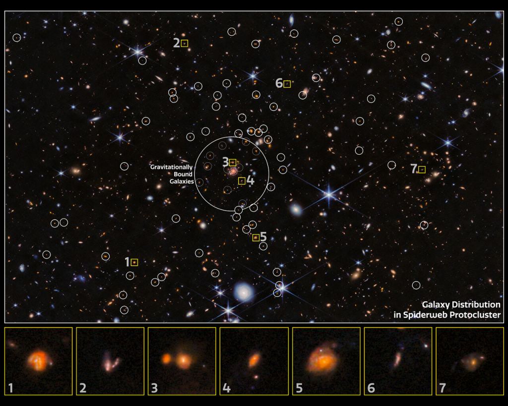 Using the NASA/ESA/CSA James Webb Space Telescope, an international team of astronomers has found new galaxies in the Spiderweb protocluster. They found that gravitational interactions in these dense regions are not as important as previously thought. This annotated image shows the galaxy distribution in the Spiderweb protocluster as seen by Webb's NIRCam (Near-InfraRed Camera). The galaxies are annotated by white circles, and the collection of gravitationally-bound galaxies is identified in the centre of the image. A selection of these galaxies are featured as individual close-ups at the bottom of the image. Image Credit: ESA/Webb, NASA & CSA, H. Dannerbauer