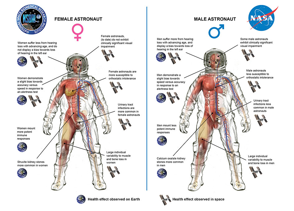 This infographic shows how men and women's bodies react differently to spaceflight. It's also becoming well-known that women are more sensitive to radiation exposure. Image Credit: NASA/NSBRI