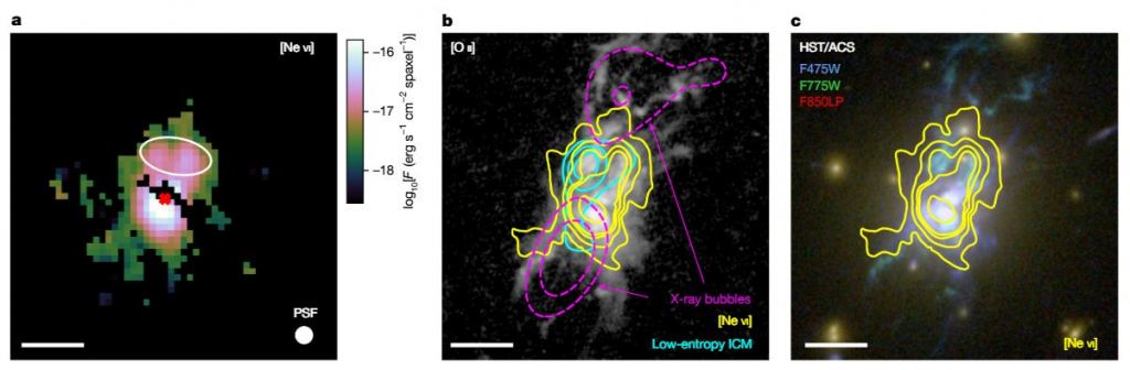 The three panels in this figure from the study go to the heart of the research. They're maps of the [Ne VI]-emitting coronal gas in the central galaxy of the Phoenix cluster overlaid with the hotter and colder gas phases and starlight. (a) shows Ne VI flux, which indicates cooling gas. (b) shows an [O II] image of the central galaxy of the Phoenix cluster in the greyscale using data from the HST Advanced Camera for Surveys. It indicates star formation. (c) shows young, actively star-forming regions in blue. Image Credit: Reefe et al. 2025