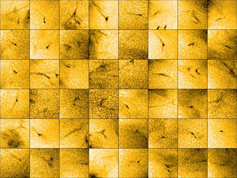 Tiny Solar Jets Drive the Sun’s Fast and Slow Solar Wind