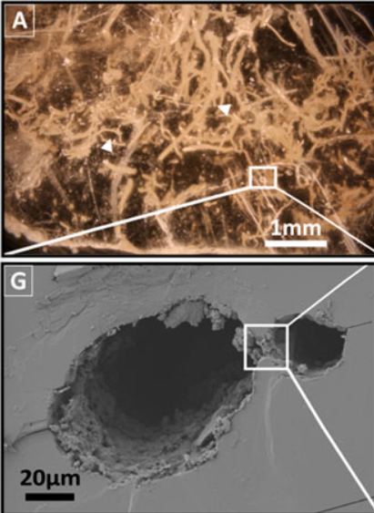 A is an optical microscope image of permineralized filamentous microfossils, and G is a scanning electron microscope of the same microfossils. Image Credit: Sellam et al. 2025.